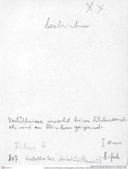Historisches Foto (Rückseite) von Mesogalathea striata (Remeš, 1895) (NHMW-AFW-GEO-BACHMAYER-FOTO-1990-0041-0807)